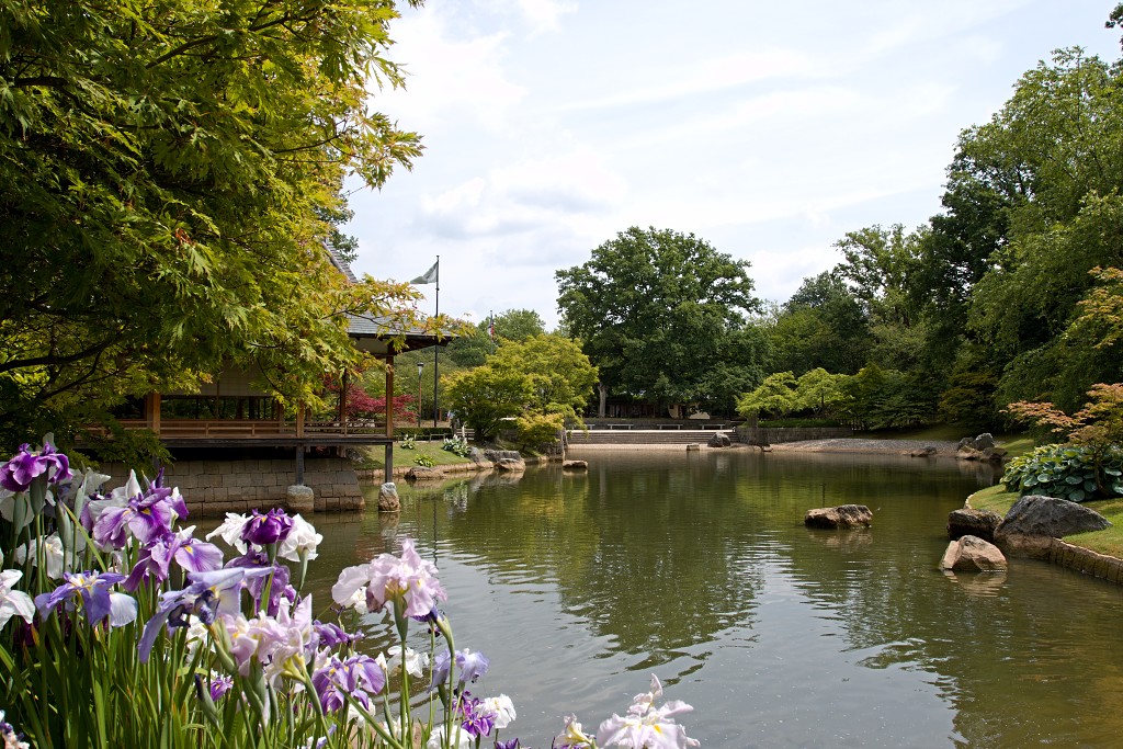 japanse tuin belgie hasselt koivissen gele Iris ensata koi Cyprinus carpio lente bloesem kersenbloesem voorjaar